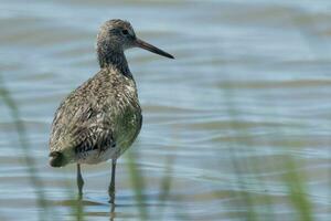 willet uccello costiero nel Stati Uniti d'America foto