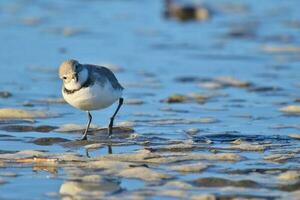 wrybill endemico per nuovo Zelanda foto