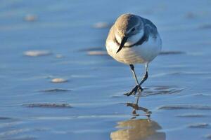 wrybill endemico per nuovo Zelanda foto