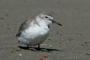 wrybill endemico per nuovo Zelanda foto