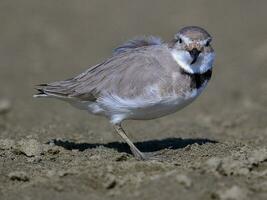 wrybill endemico per nuovo Zelanda foto