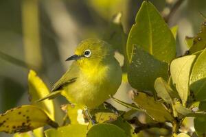 giallo occhi bianchi nel Australia foto