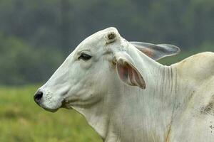 brahman mucca nel Australia foto