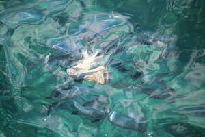 squalo baleniera di bronzo foto