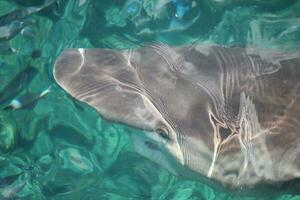 squalo baleniera di bronzo foto