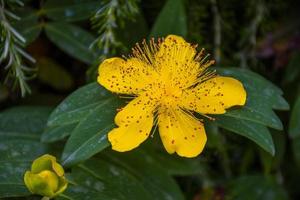 primo piano del fiore giallo foto