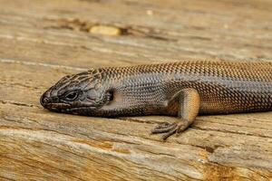 del re skink di Australia foto