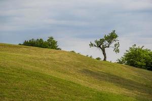 albero su una collina foto