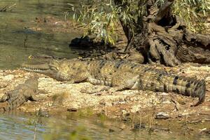 d'acqua dolce coccodrillo nel Australia foto