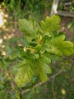 inglese quercia albero foto