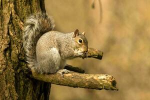 carino grigio scoiattolo foto