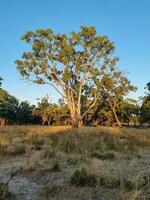 kiata campeggio, poco deserto, Australia foto