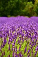 lavanda impianti e fiori foto