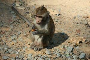 scimmia macaco dalla coda lunga foto