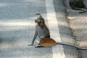 scimmia macaco dalla coda lunga foto