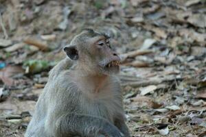 scimmia macaco dalla coda lunga foto