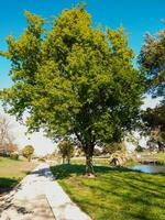 acero albero nel nuovo Zelanda foto