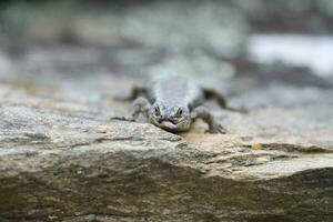 otago skink nel nuovo Zelanda foto