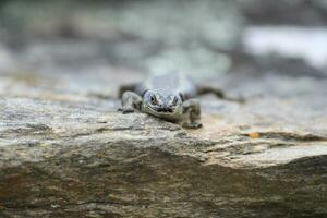 otago skink nel nuovo Zelanda foto