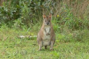 dal collo rosso pademelon nel Australia foto