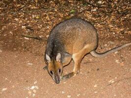 gambe rosse pademelon nel Australia foto