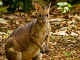 gambe rosse pademelon nel Australia foto