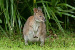 dal collo rosso pademelon nel Australia foto