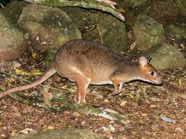 gambe rosse pademelon nel Australia foto