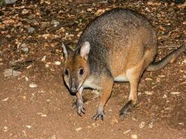 gambe rosse pademelon nel Australia foto