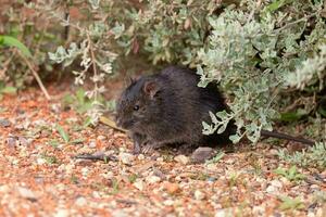 nativo palude ratto nel Australia foto