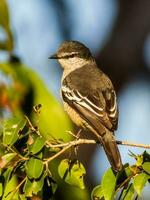 varia trillo nel Australia foto