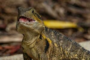 acqua Drago nel Australia foto