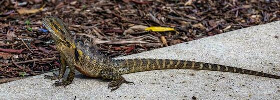 acqua Drago nel Australia foto