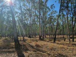 scogliera colline stato parco, Vittoria Australia foto