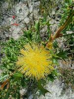 australiano entroterra fiore foto