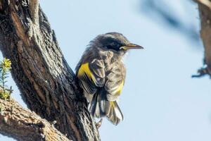 nuovo Olanda Honeyeater nel Australia foto