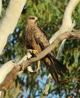 nero aquilone nel Australia foto