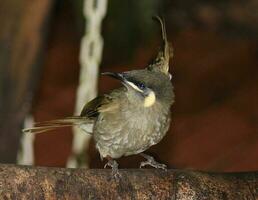 macchiato di giallo Honeyeater nel Australia foto