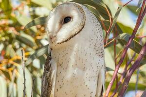 fienile gufo nel Australia foto