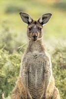 rosso canguro nel Australia foto