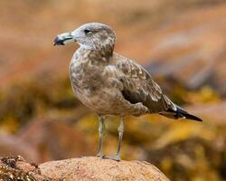 Pacifico gabbiano nel Australia foto