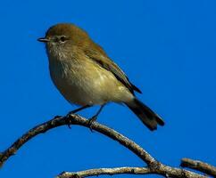 occidentale gerygone nel Australia foto