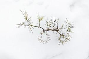 un piccolo albero di Natale innevato appare da sotto la neve nella foresta. vacanze di Natale