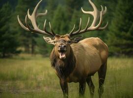 vicino su di un' rosso cervo cervo ruggente durante rutting stagione nel autunno, creato con generativo ai tecnologia foto