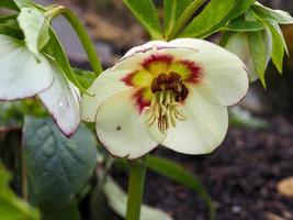 bellissimo fiore di elleboro helleborus x hybridus varietà frassino arrossendo sposa foto