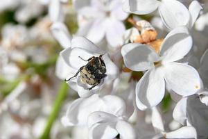 scarabeo scuro tra fiori bianchi foto