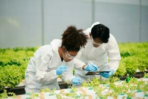 biologo mette germoglio nel test tubo per laboratorio analizzare. Due scienziati In piedi nel biologico azienda agricola. dai un'occhiata, laboratorio nel serra. foto