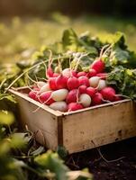 maturo ravanello nel un' di legno scatola su un' sfondo di il giardino. spazio per testo, verticale, modello, generativo ai foto