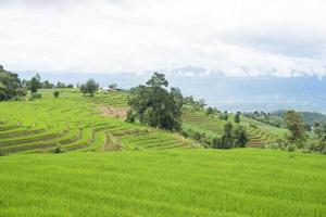 terrazze di riso verdi nelle Filippine foto