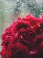 bouquet di rose rosse sullo sfondo della finestra foto